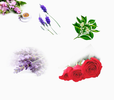 探尋自然之美 從花卉到水果的數(shù)字藝術寶藏