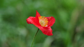 植物園歸來 一程花語，滿心芬芳