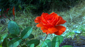 花與果的交響 自然饋贈中的美學與營養(yǎng)