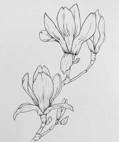 素筆繪芳華——白描中的花卉與水果之美